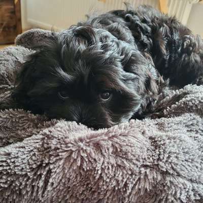 Hundetreffen-Welpentreff zum spielen/spazieren-Profilbild