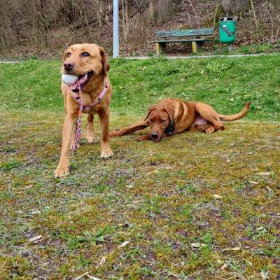 Hundetreffen-Treffen zum Spaziergang/ Spiel-Bild