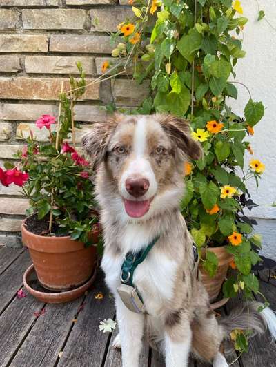 Hundetreffen-Trainingspartner gesucht-Bild