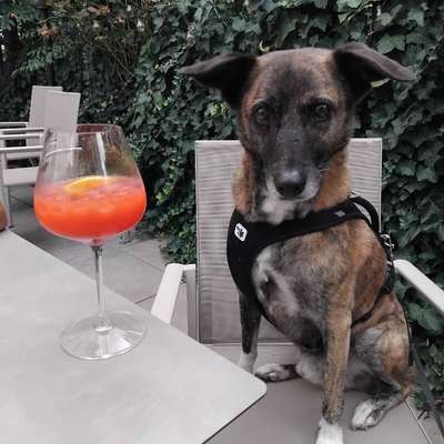 Griechischer Hasenhund-Beitrag-Bild