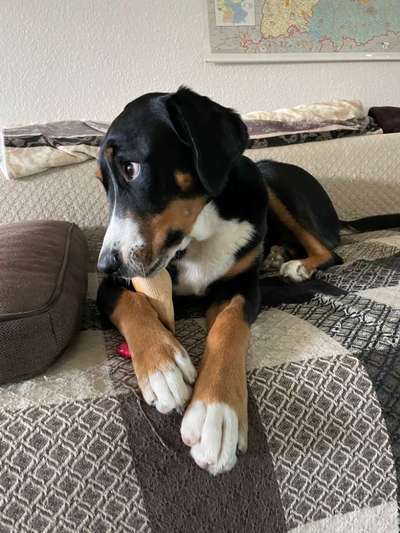 Schweizer Sennenhunde-Beitrag-Bild