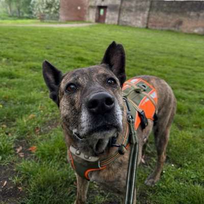 Hundetreffen-Gemeinsame Gassirunde in Kalkar-Bild