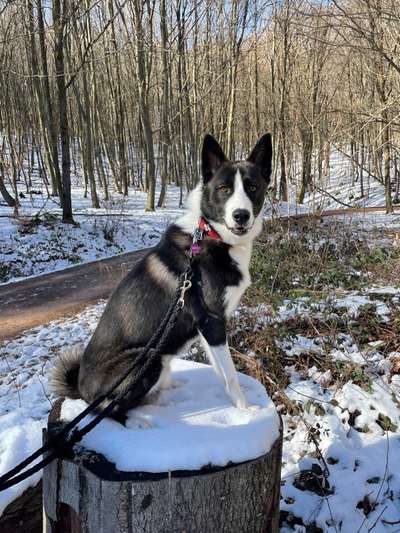 Westsibirische Laika ^~^-Beitrag-Bild