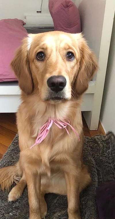 Wo sind die Golden Retriever Liebhaber?-Beitrag-Bild