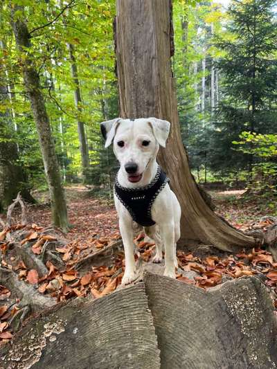 Hundetreffen-Hundespaziergänge aller Hunderassen in St. Gallen zum kennenlernen.-Bild