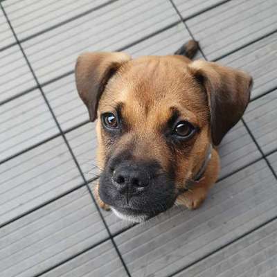 aktuelles Foto Gruppe Wurfgeschwister finden