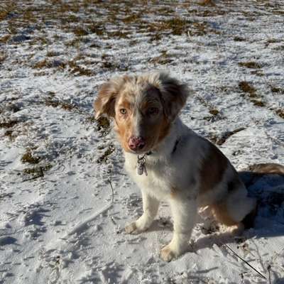 Hundetreffen-Gassipartner gesucht-Bild