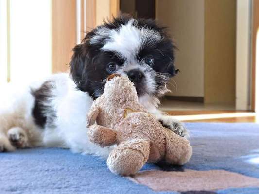 Welpen Bilder !-Beitrag-Bild