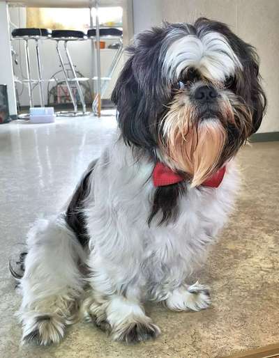 Kleine Hunde ganz Groß-Beitrag-Bild