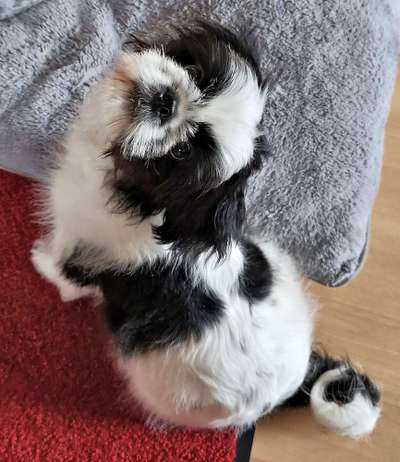 Dogorama Photo Challenge - Hundeblick zum hinschmelzen-Beitrag-Bild