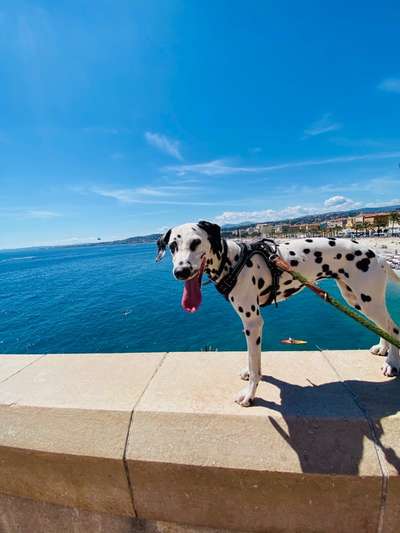 Die Dogorama Wochen Challenge: “Dein Hund im Urlaub”-Beitrag-Bild