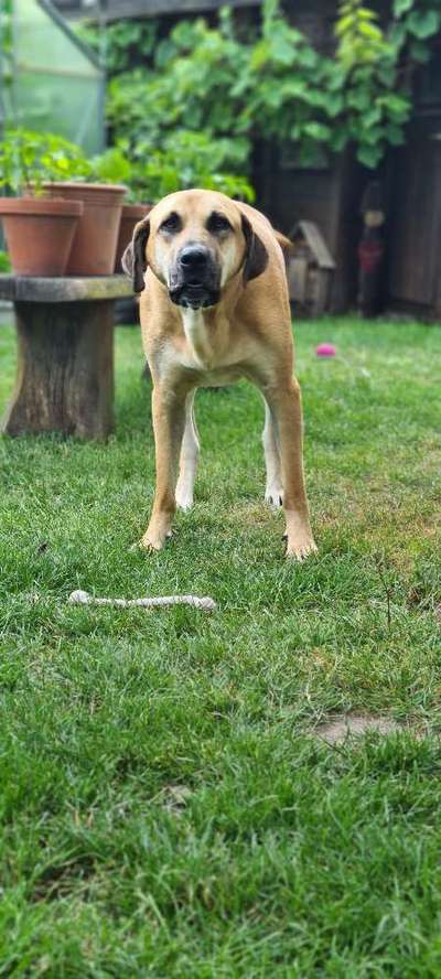 Rhodesian Ridgeback-Beitrag-Bild