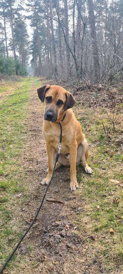 Hund aus dem Spanischen Tierschutz-Beitrag-Bild