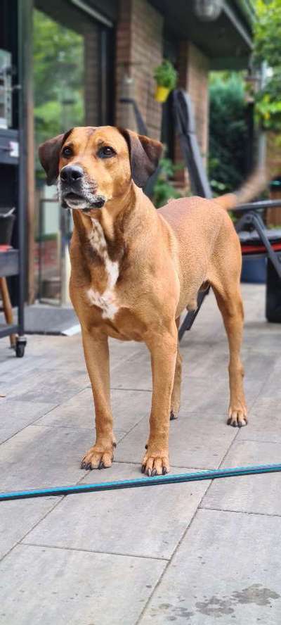 Rhodesian Ridgeback-Beitrag-Bild