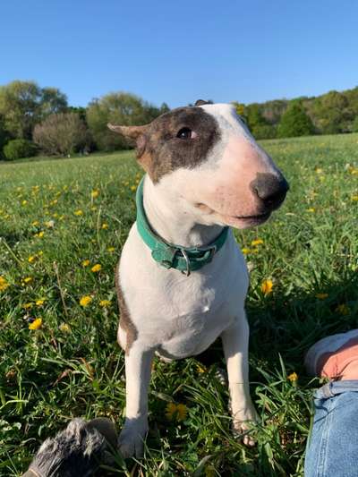 Die Dogorama Monats Challenge "Es grünt und blüht"-Beitrag-Bild