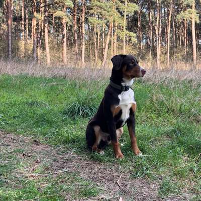 Hundetreffen-Spielrunde-Bild