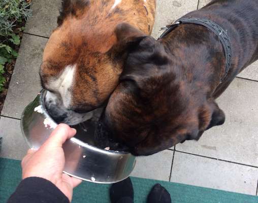 Bester Freund, Hundekumpel - zeigt her!-Beitrag-Bild