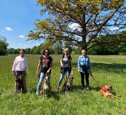 Deutsche Boxer-Beitrag-Bild