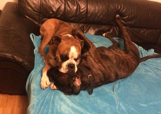 Bester Freund, Hundekumpel - zeigt her!-Beitrag-Bild