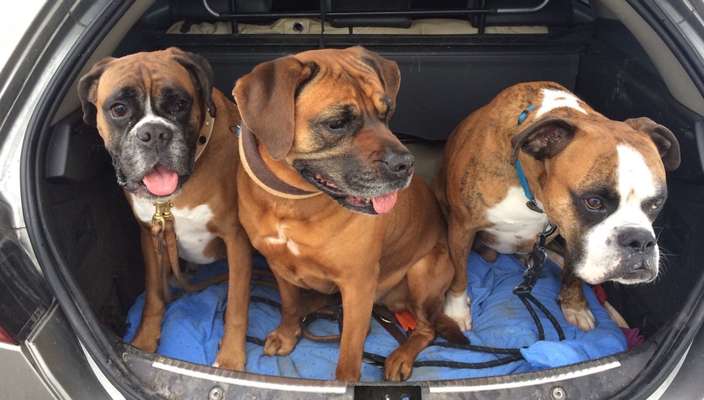 Bester Freund, Hundekumpel - zeigt her!-Beitrag-Bild