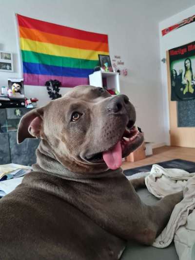 Die Dogorama-Wochen-Challenge "Die schönste Grimasse"-Beitrag-Bild