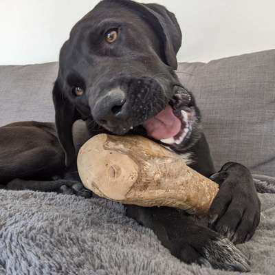 Hundetreffen-Sozialisierungstreffen-Bild