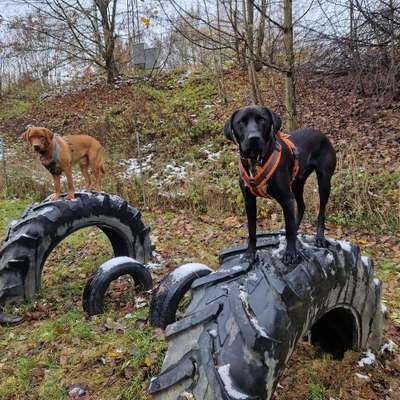 Hundetreffen-Sozialisierungstreffen / Spieltreffen-Bild