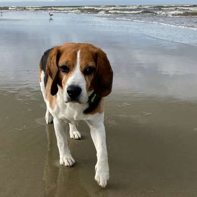 Hundetreffen-Wo sind die Senioren?-Bild