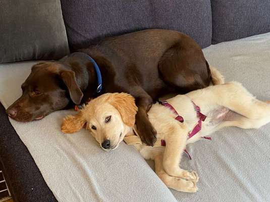 Labradorfans-Beitrag-Bild