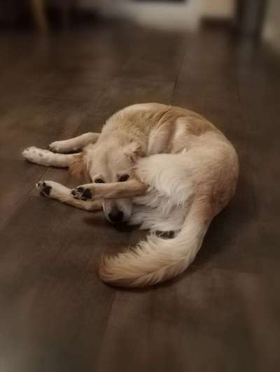 Auslandstierschutz-Beitrag-Bild