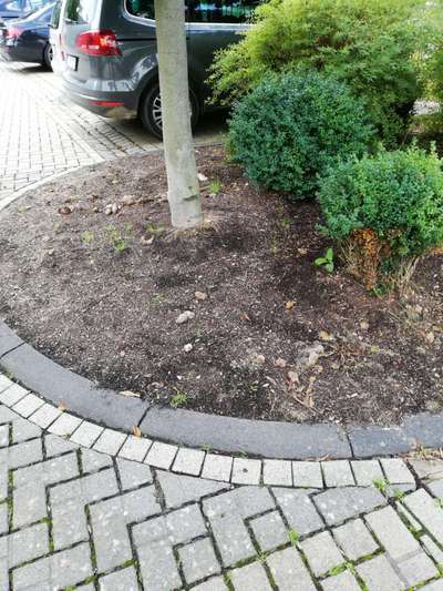 Hundekot wegräumen-Beitrag-Bild