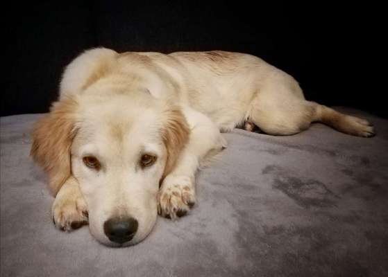 Die Dogorama Kalender Challenge Titelbild-Beitrag-Bild