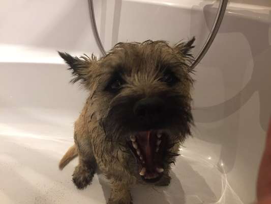 Dogorama Photo Challenge - Einmal lächeln bitte-Beitrag-Bild