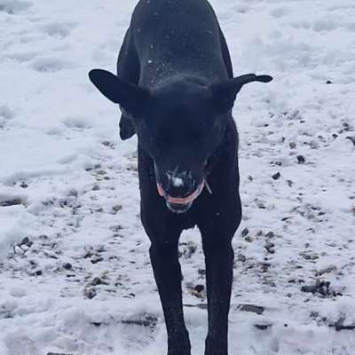 aktuelles Foto Gruppe Labrador