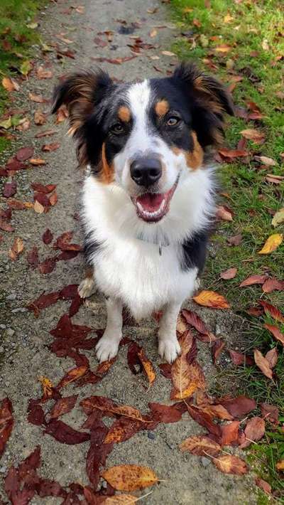 Aussies-Beitrag-Bild