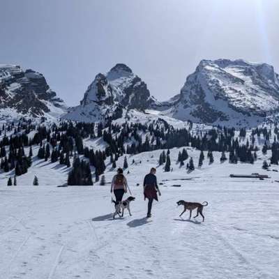 Hundetreffen-Training/ Gassi gehen/ Jagd und Windhunde-Bild