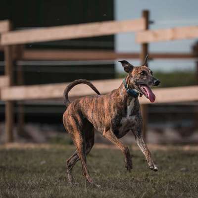 Hundetreffen-Training privat, unter Hundefreunden 🐕🍂-Bild