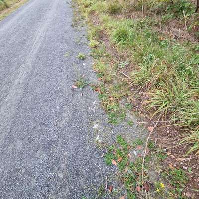 Giftköder-Verdächtig aussehendes weißes Pulver-Bild