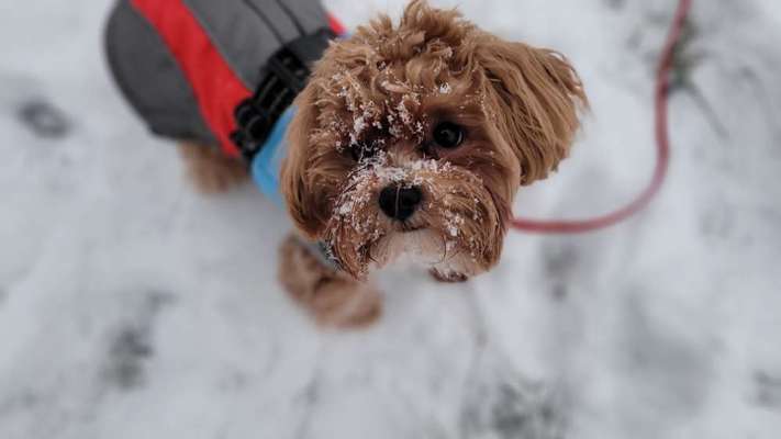 Dogorama Photo Challenge - Winterstimmung-Beitrag-Bild
