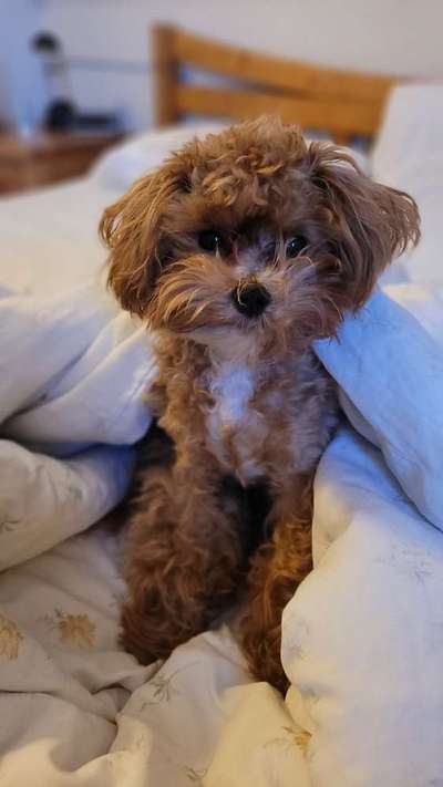 Dogorama Photo Challenge - Portrait-Beitrag-Bild