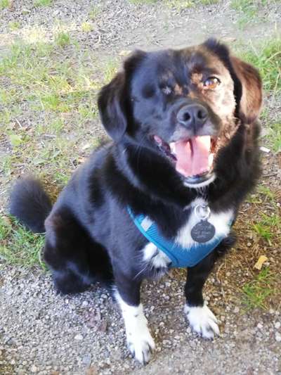 Dogorama Photo Challenge - Hundeblick zum hinschmelzen-Beitrag-Bild