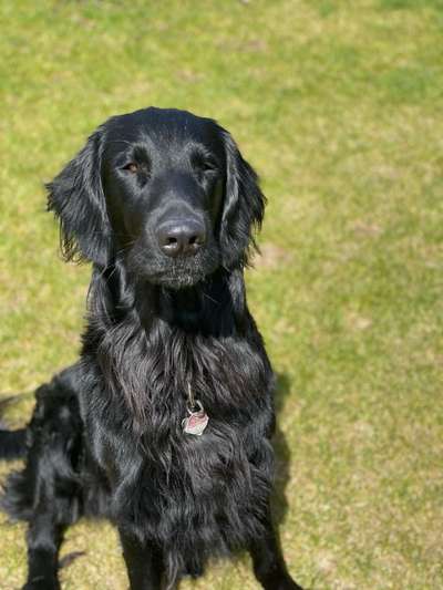 Flat Coated Retriever-Beitrag-Bild