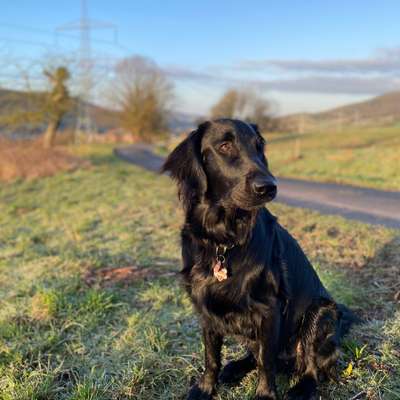 Hundetreffen-Hunde Treffen 🐾-Bild