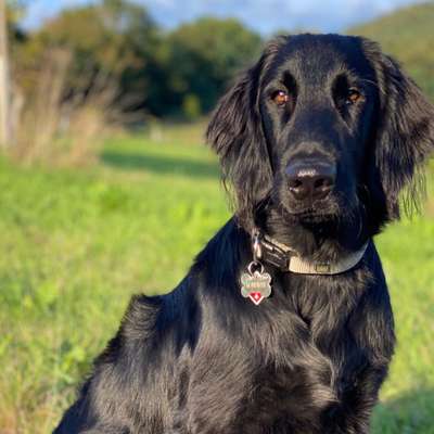 Flat Coated Retriever-Beitrag-Bild