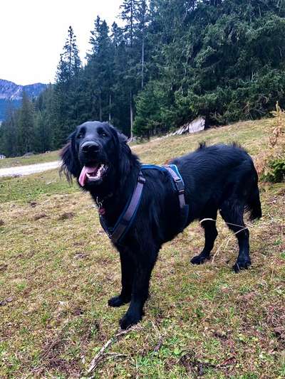 Flat Coated Retriever-Beitrag-Bild