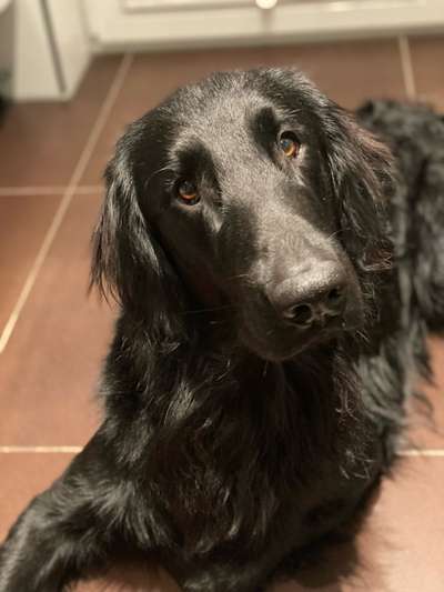 Flat Coated Retriever-Beitrag-Bild