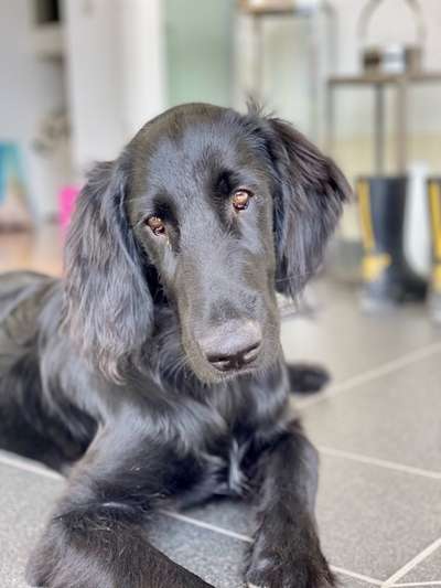 Flat Coated Retriever-Beitrag-Bild