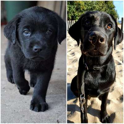 Welpen Bilder !-Beitrag-Bild