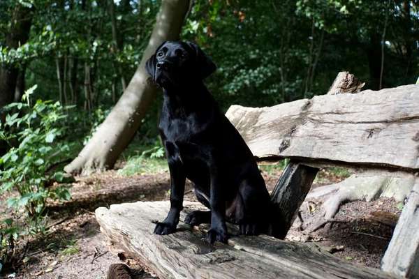Liebling ,richtig in Szene setzen-Beitrag-Bild