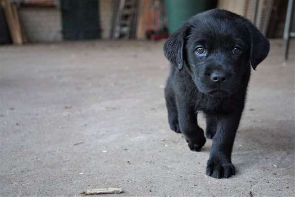 Liebling ,richtig in Szene setzen-Beitrag-Bild